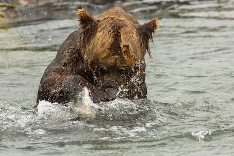 Brown bear trying to catch a fish on Kurile Lake Fotos Stock