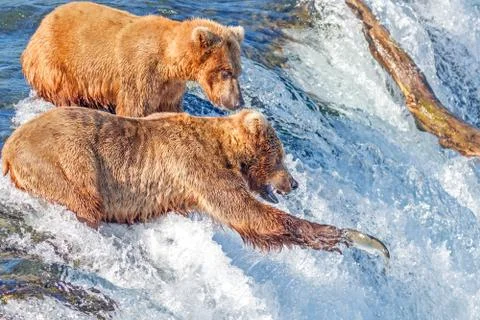 Brown bear trying to catch jumping salmon at Brooks falls, Katmai National Pa Stock Photos