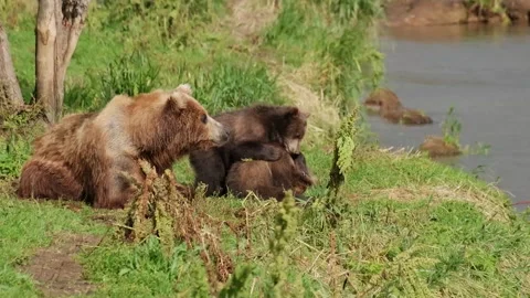 Brown bear with two cubs relaxing in grass on riverbank Stock Footage 320533319