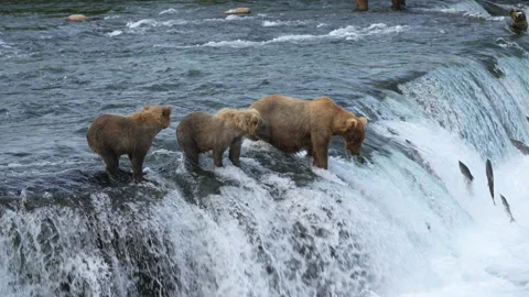 Brown Bear with two yearling cubs fishing for Sockeye Salmon in slow motion. Vídeos de archivo 165006431