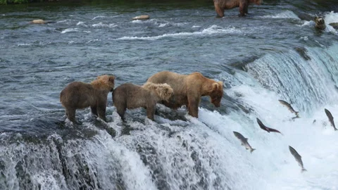 Brown Bear with two yearling cubs Catches a Sockeye Salmon at Brooks Falls Stock Footage