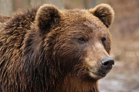 Brown bear, Ursidae Stock Photos