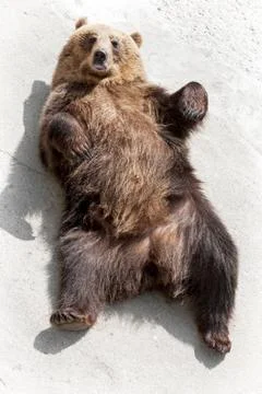Brown bear (ursus arctos arctos) lying on the ground Stock Photos