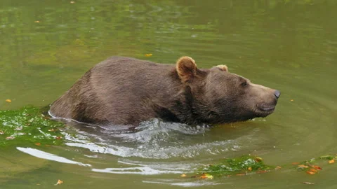 Brown bear (Ursus arctos) bathing, animal chilling in water Stock Footage 252612801