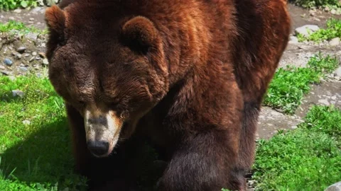 Brown Bear Ursus arctos . Close Up View Stock Footage 157862143