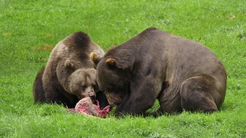 Brown bear (Ursus arctos) couple feeding on a dead deer, animal eating flesh Stock-Footage 252613396