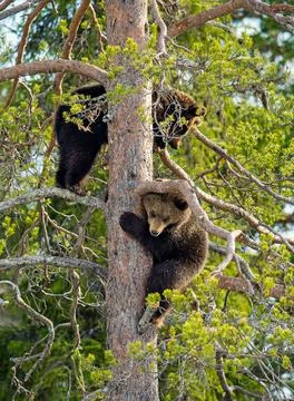 Brown Bear (Ursus arctos) cubs having scented danger and got on a  Pine tree. Stock Photos