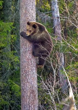 Brown Bear (Ursus arctos) cubs having scented danger and got on a  Pine tree. Stock Photos