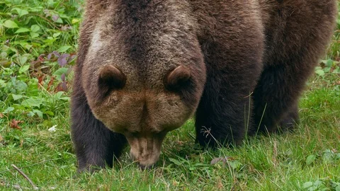 Brown bear (Ursus arctos) eating grass Stock-Footage 119071054
