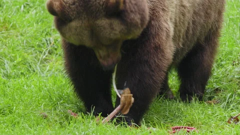 Brown bear (Ursus arctos) feeding on a dead deer, animal eating flesh Stock-Footage 252610150