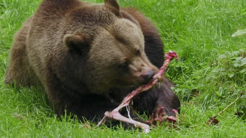 Brown bear (Ursus arctos) feeding on a dead deer, animal eating flesh Stock-Footage 252610180