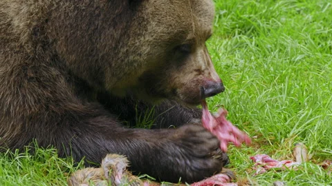Brown bear (Ursus arctos) feeding on a dead deer, animal eating flesh Stock-Footage 252610300