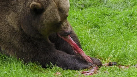 Brown bear (Ursus arctos) feeding on a dead deer, animal eating flesh Stock-Footage 252610356