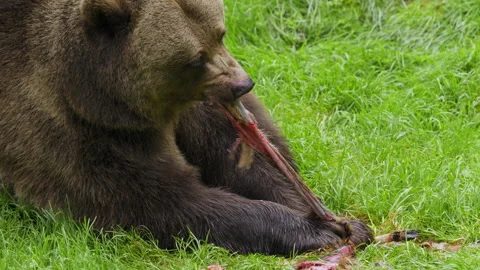 Brown bear (Ursus arctos) feeding on a dead deer, animal eating flesh Stock-Footage 252610564