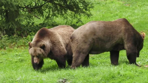 Brown bear (Ursus arctos) feeding on a dead deer, animal eating flesh Stock-Footage 252610597