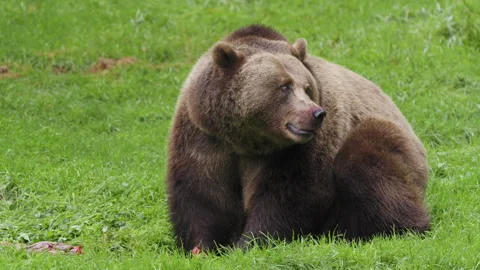 Brown bear (Ursus arctos) feeding on a dead deer, animal eating flesh Stock-Footage 252611199