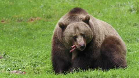 Brown bear (Ursus arctos) feeding on a dead deer, animal eating flesh Stock-Footage 252611263