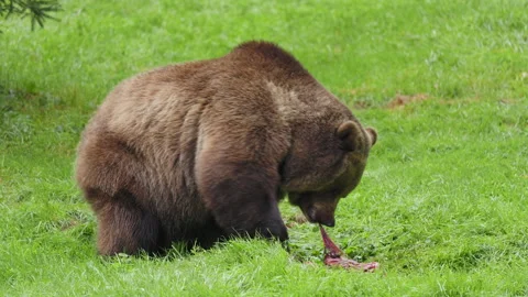 Brown bear (Ursus arctos) feeding on a dead deer, animal eating flesh Stock-Footage 252611450