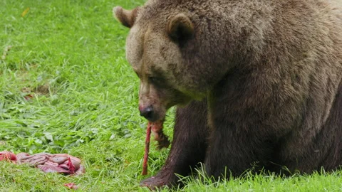 Brown bear (Ursus arctos) feeding on a dead deer, animal eating flesh Stock-Footage 252611539