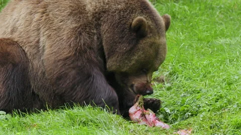Brown bear (Ursus arctos) feeding on a dead deer, animal eating flesh Stock-Footage 252611762