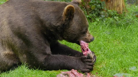 Brown bear (Ursus arctos) feeding on a dead deer, animal eating flesh Stock-Footage 252612506