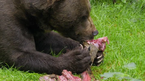 Brown bear (Ursus arctos) feeding on a dead deer, animal eating flesh Stock-Footage 252612803