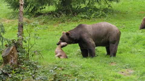 Brown bear (Ursus arctos) fighting over dead deer, brutal nature scene Stock Footage 252613112