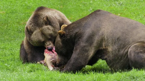 Brown bear (Ursus arctos) fighting over dead deer, brutal nature scene Stock-Footage 252613197