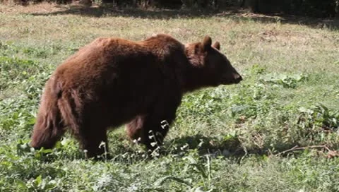 Brown Bear, Ursus arctos Stock Footage 10560161