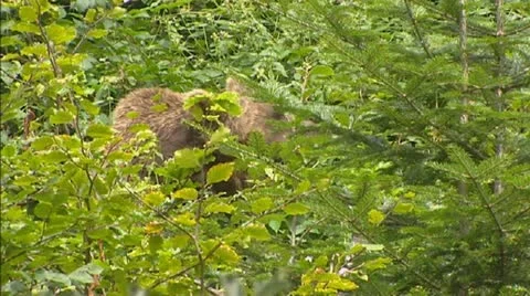 Brown bear (Ursus arctos) Video stock 20643554