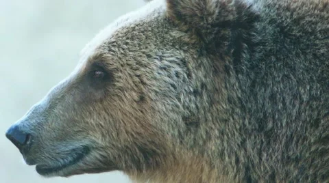 Brown bear (Ursus arctos) Stock Footage 67034001