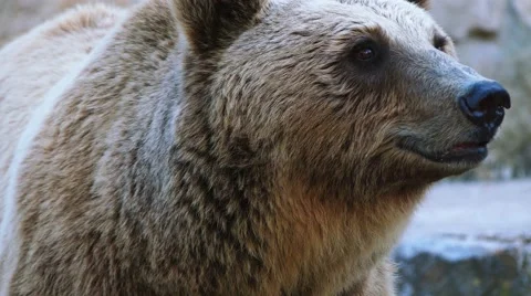 Brown bear (Ursus arctos) Stock Footage 67779434