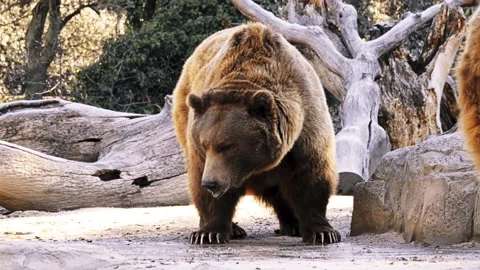 Brown bear (Ursus arctos) Stock Footage 91258393