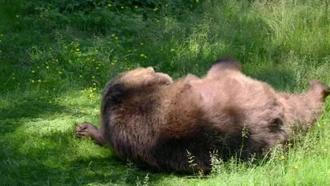 Brown bear (Ursus arctos) Stock Footage 257184724