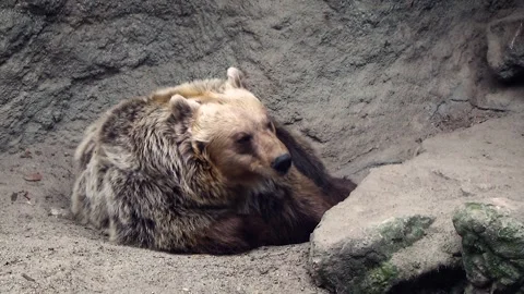 Brown bear (Ursus arctos) Stock Footage 259110417
