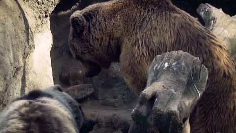 Brown bear (Ursus arctos) Stock Footage 259161144