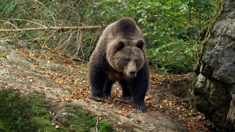 Brown bear (Ursus arctos) foraging for food Stock Footage 103348816
