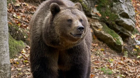 Brown bear (Ursus arctos) foraging for food Stock-Footage 103349242