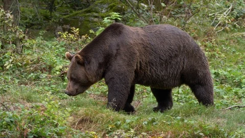 Brown bear (Ursus arctos) foraging for food in forest Video stock 118892471