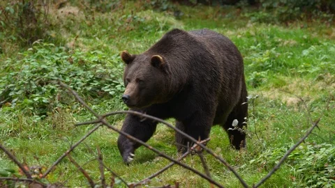 Brown bear (Ursus arctos) foraging for food in forest Stock Footage 118892740