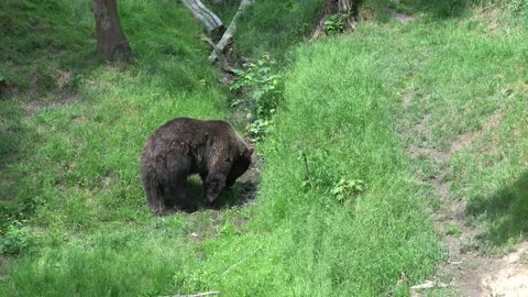 Brown bear (Ursus arctos) in the forest Stock Footage 198865935