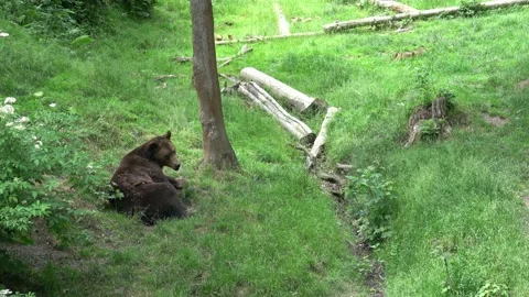 Brown bear (Ursus arctos) in the forest Stock Footage 220643846
