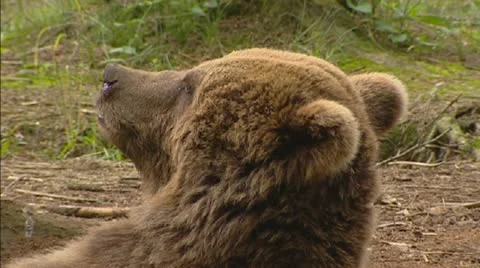 Brown bear (Ursus arctos) lying on back - close up head Stock Footage 20642332