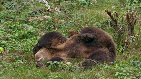 Brown bear (Ursus arctos) lying around in boredom Stock Footage 119069058