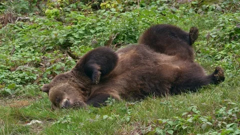 Brown bear (Ursus arctos) lying around in boredom Stock-Footage 119069773