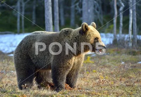 Brown Bear (Ursus arctos) male on the bog in spring forest. Natural habitat. Stock Photos