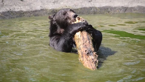 Brown bear Ursus arctos in nature Stock Footage