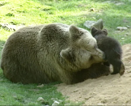 Brown bear (ursus arctos) nursing, cuddling cub Stock Footage 34662150