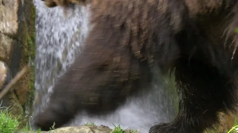 Brown bear (Ursus arctos) passing in front of waterfall close-up shot Stock Footage 43812722