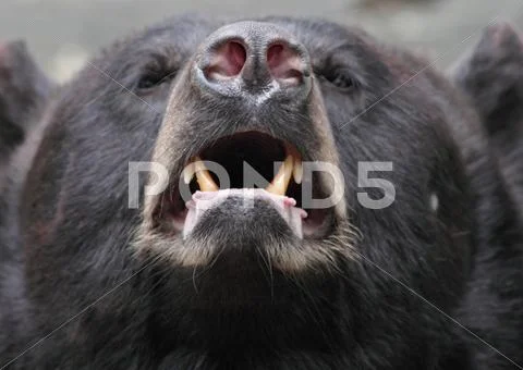 Brown bear (Ursus arctos) Stock Photos